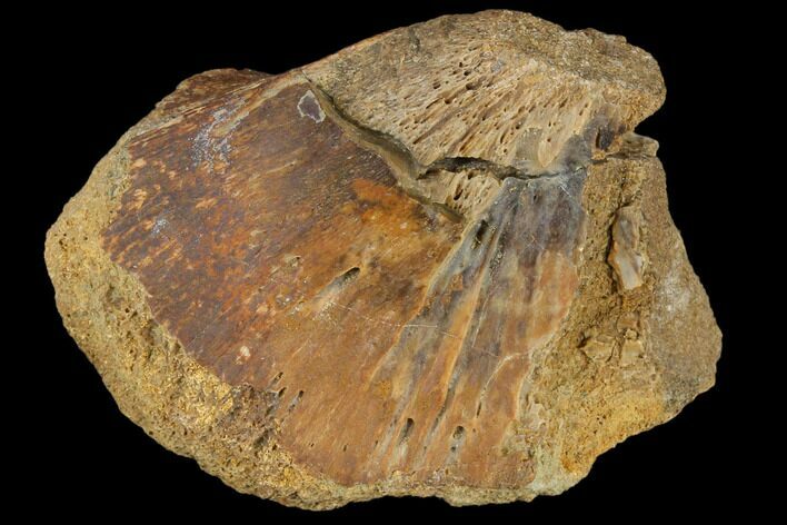 Unidentified Dinosaur Bone Section - Aguja Formation, Texas #116729